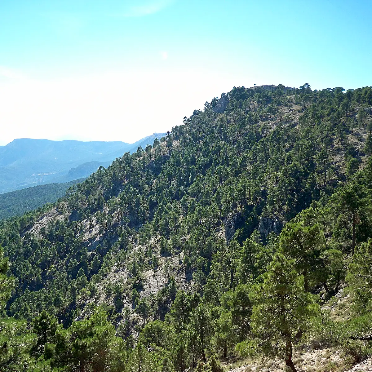 Monte de pinos en Molinicos